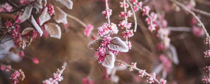 UltraWide 32:9 Cold wallpapers (5120x1440): winter, flowers, frost, leaves