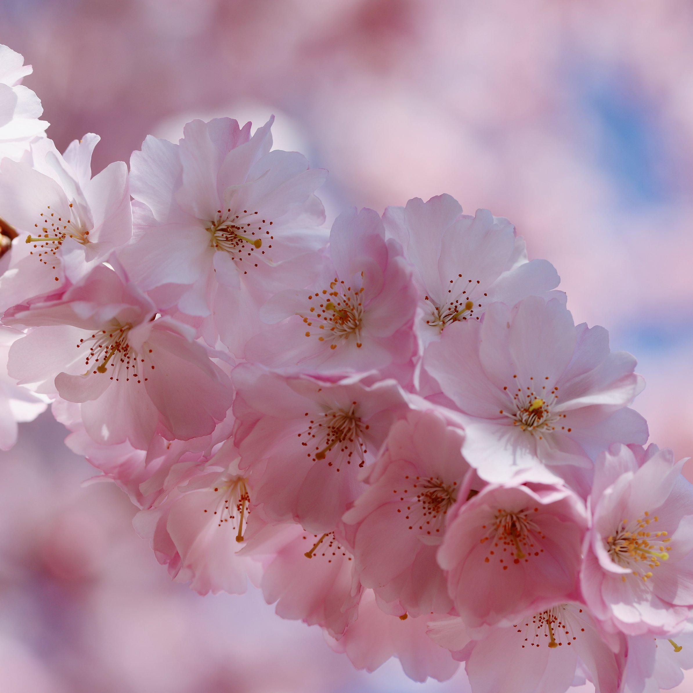 Sakura Blossoms on Branch - Wallpapers for iPad Pro 11″ in 2388x2388 resolution