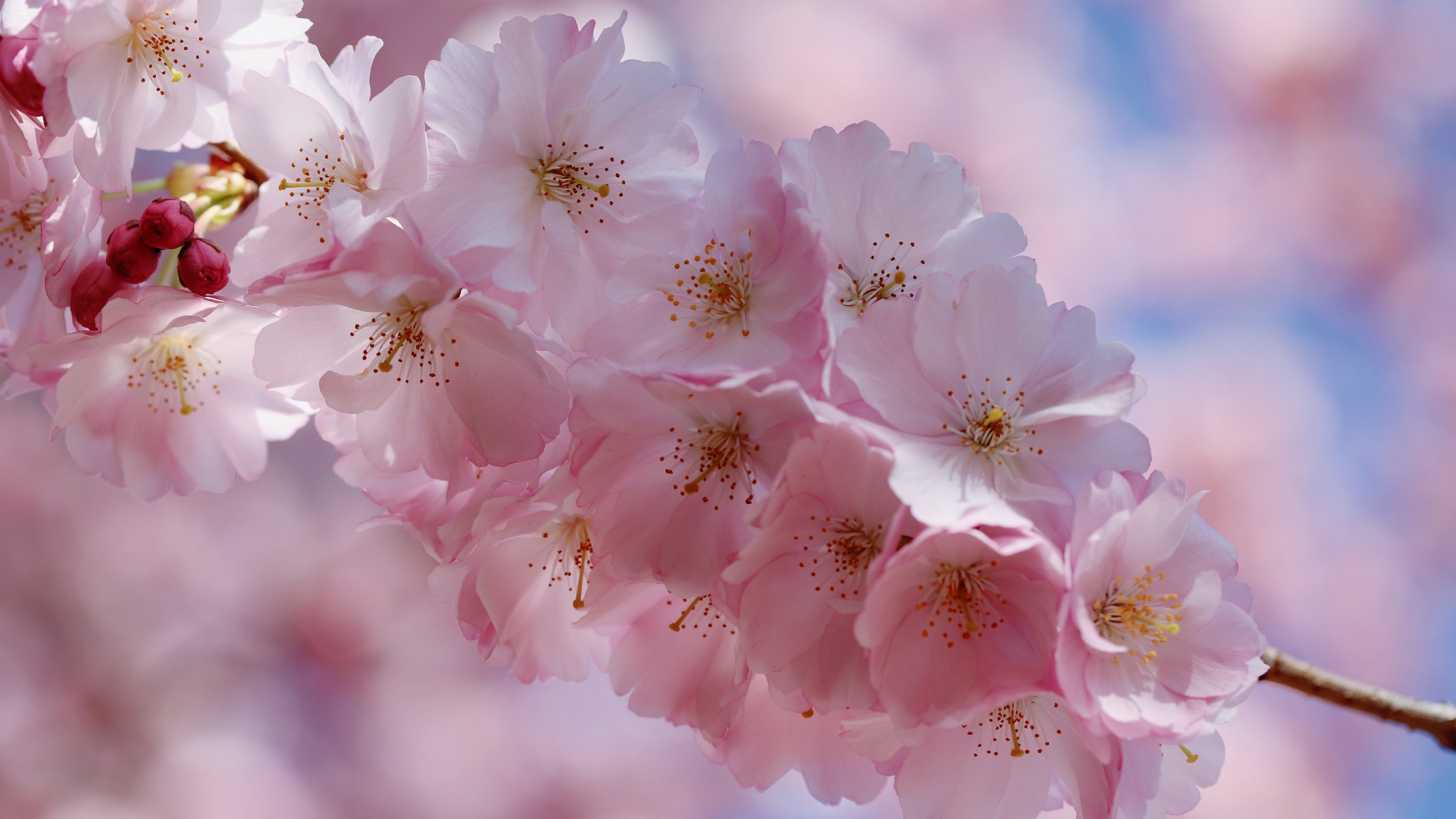 Sakura Blossoms on Branch - 2K Quad HD wallpapers in 2560x1440 resolution