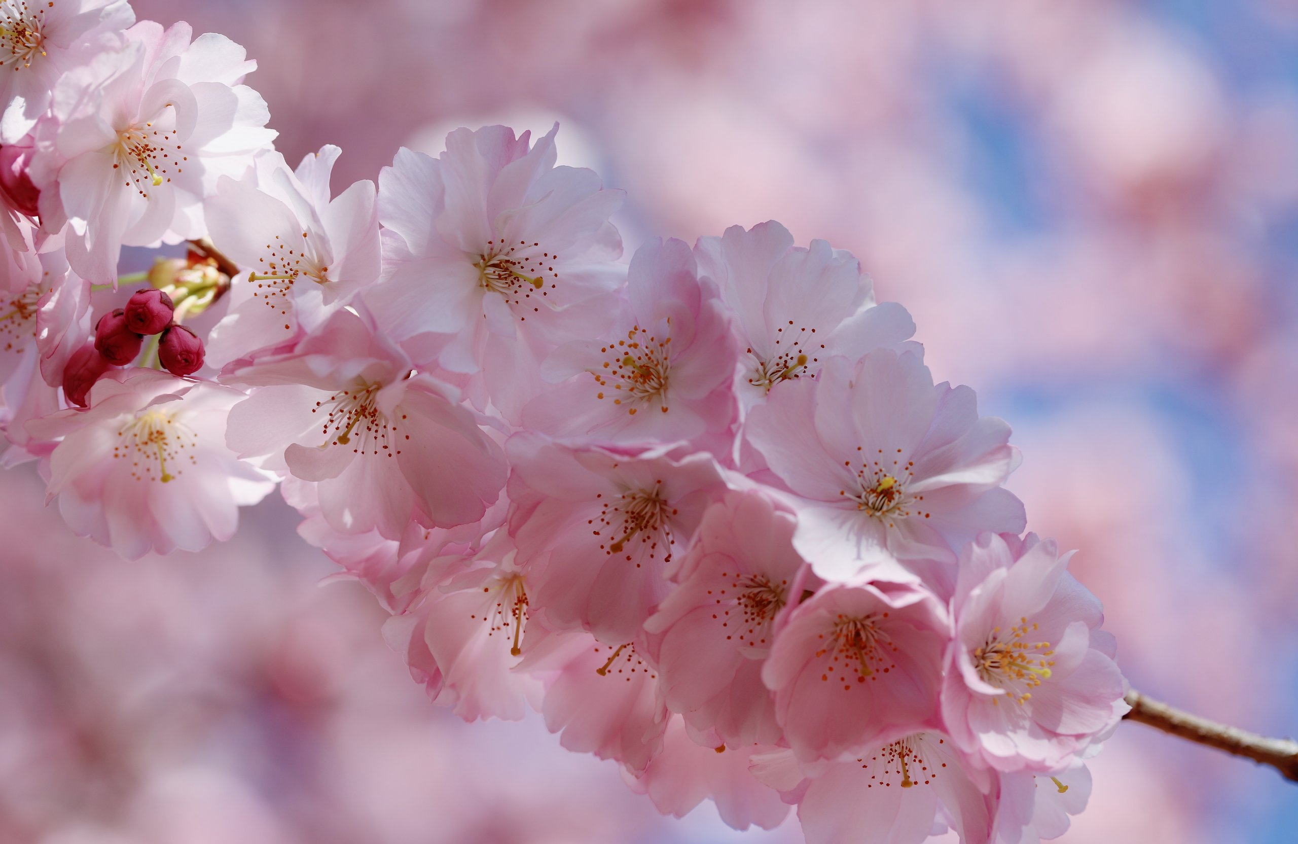 Sakura Blossoms on Branch - Wallpapers for Apple MacBook Air 13 M2″ in 2560x1664 resolution