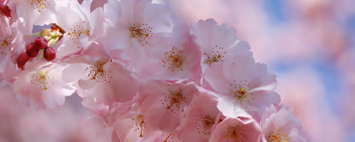 Nature wallpapers: sakura, spring, flowers, branch