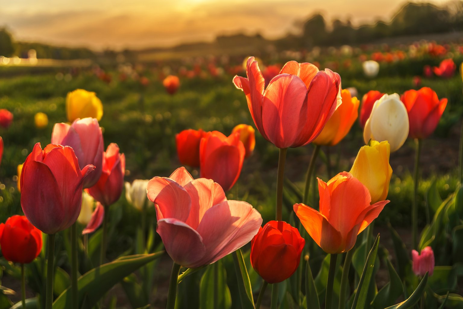 Tulip Field at Evening Sunset - Microsoft Surface 12.4″ wallpapers in 1536x1024 resolution