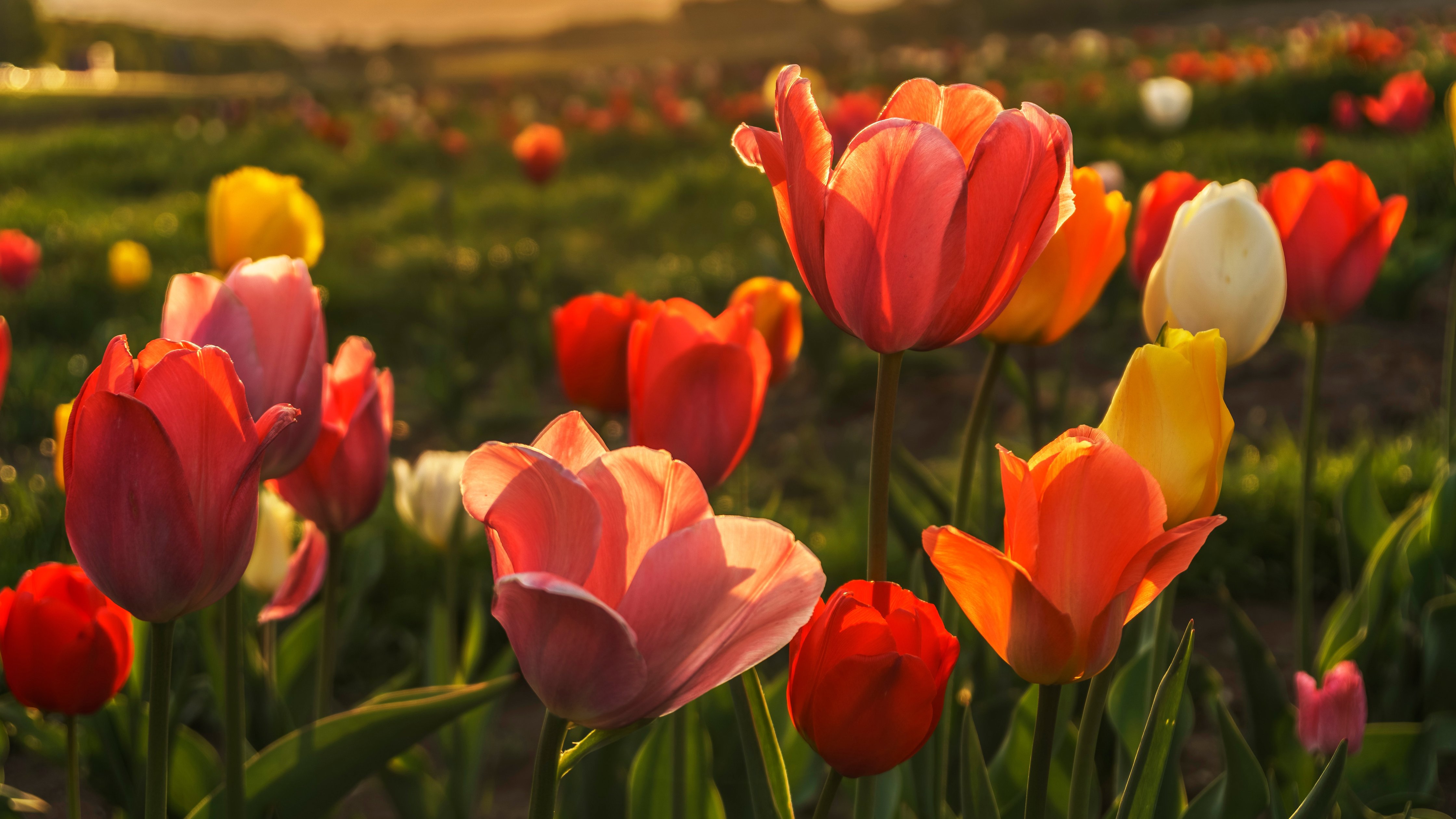 Tulip Field at Evening Sunset - Wallpapers for Apple iMac 24″ in 4480x2520 resolution