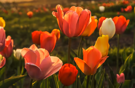 5K Tulips wallpapers (5120x2880): tulip, field, grass, spring