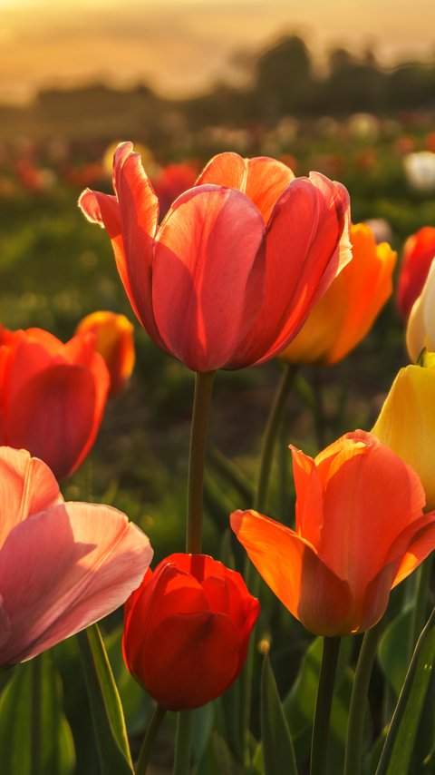 Tulip Field at Evening Sunset - Wallpapers for LG/ASUS in 480x854 resolution