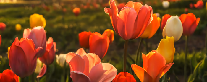 UltraWide 32:9 обои (3840x1080): тюльпан, поле, трава, весна
