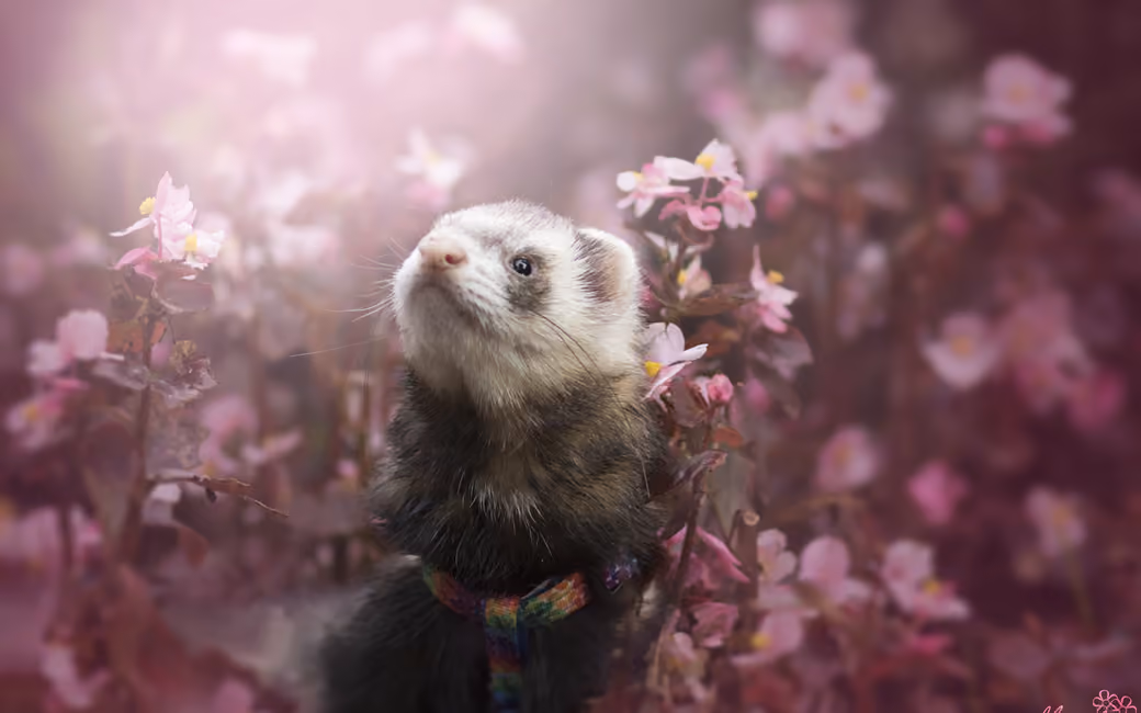 Ferret Among Spring Flowers — desktop and phone wallpaper, free download