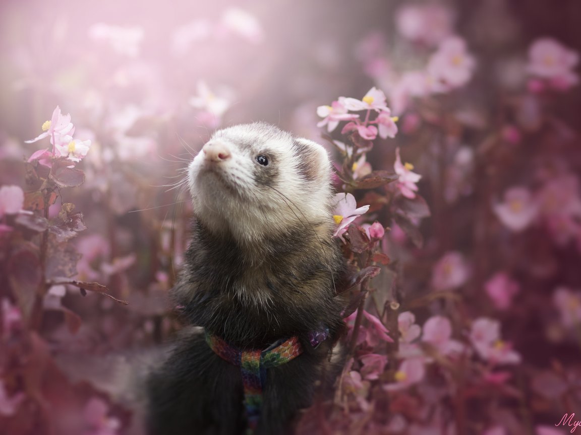 Ferret Among Spring Flowers - XGA+ wallpapers in 1152x864 resolution