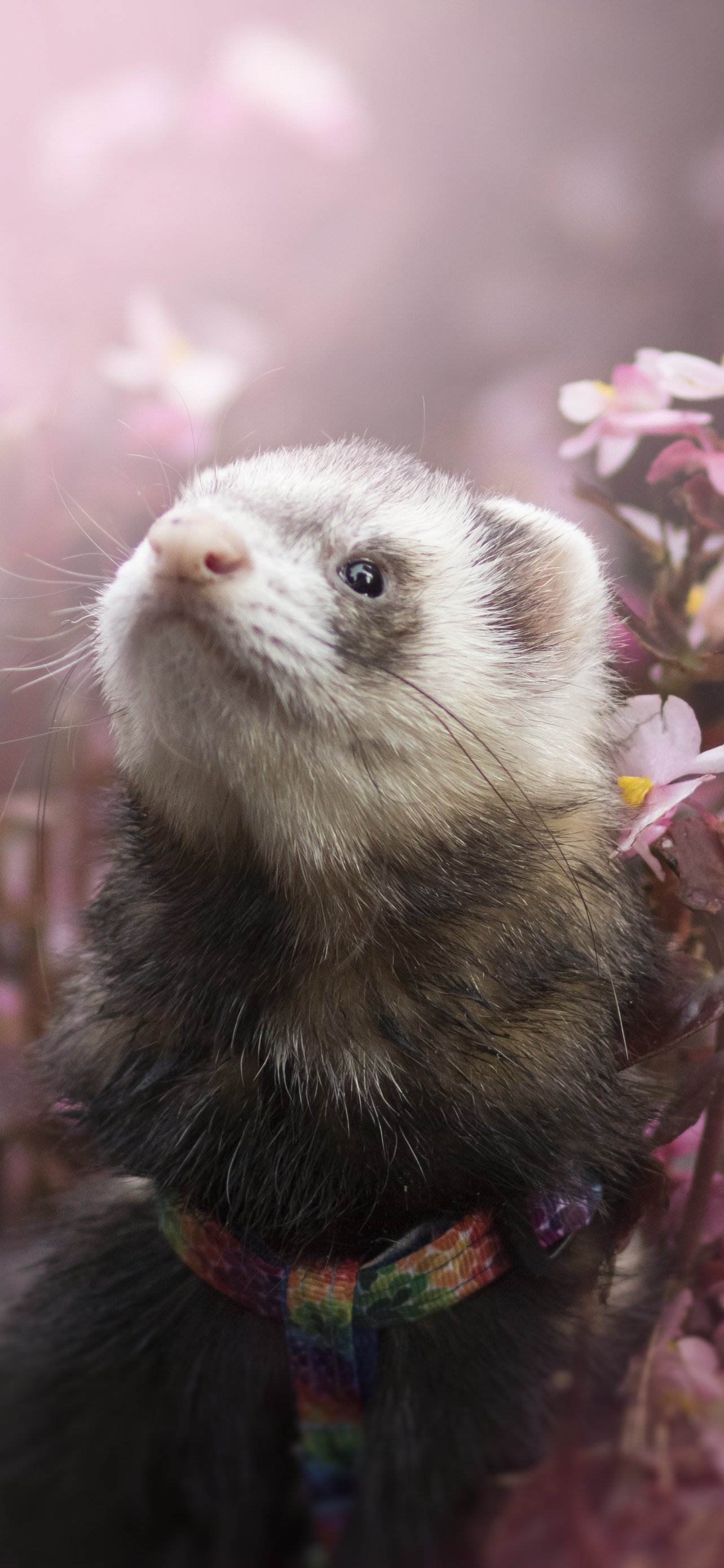 Ferret Among Spring Flowers - Wallpapers for iPhone 13 Pro Max/12 Pro Max/14 Plus in 1284x2778 resolution