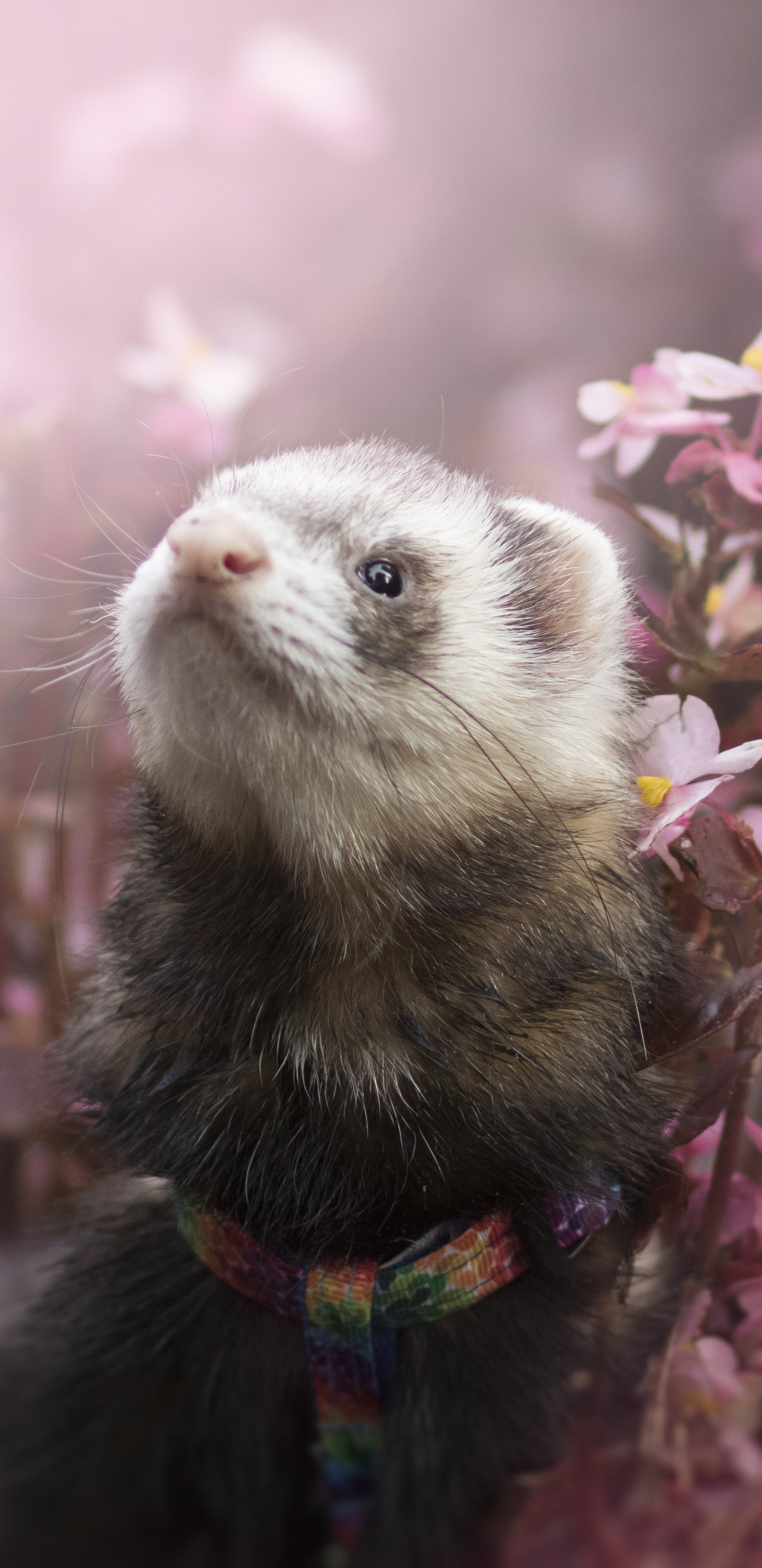 Ferret Among Spring Flowers - Wallpapers for Samsung Galaxy S8/S8+/Note 8/S9/S9+/Note 9 in 1440x2960 resolution