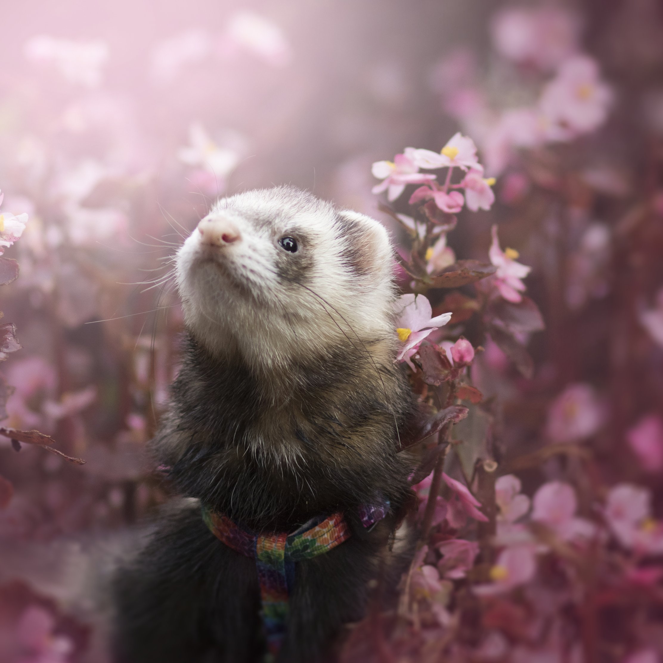 Ferret Among Spring Flowers - Wallpapers for iPad Pro 10.5″ in 2224x2224 resolution