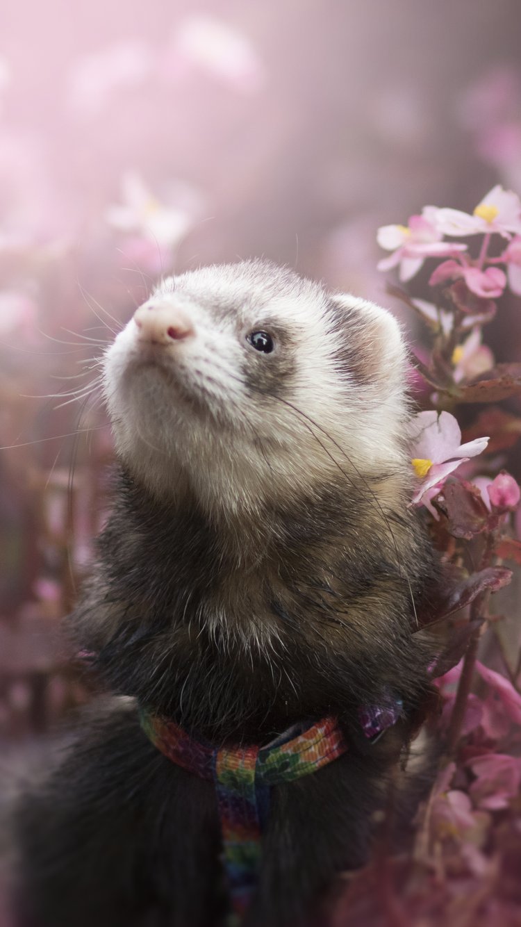 Ferret Among Spring Flowers - Wallpapers for iPhone 6/6S/7/8/SE2/SE3 in 750x1334 resolution