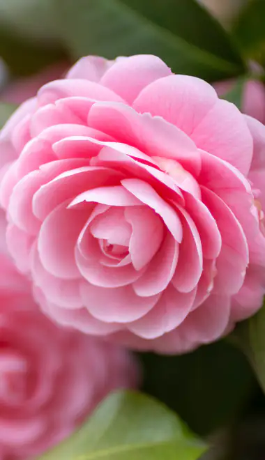 Wallpapers for iPhone 17 Pro/17/16 Pro (1206x2622): camellia, garden, bush, macro