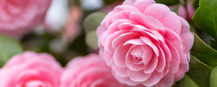 Nature wallpapers: camellia, garden, bush, macro
