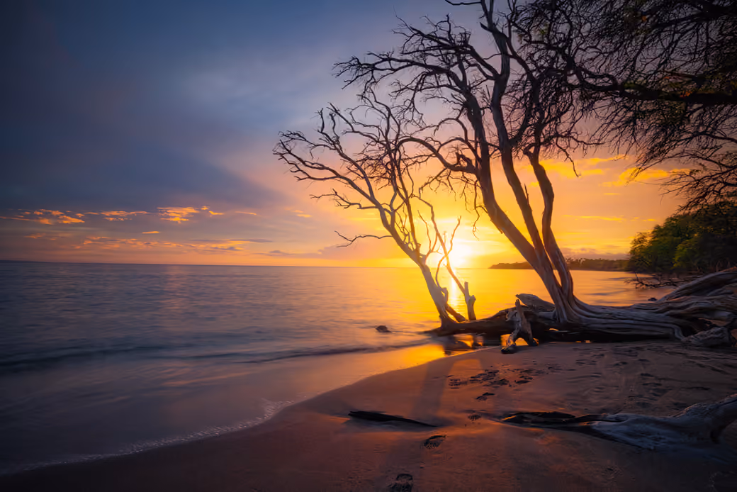 Sunset Coast with Silhouetted Trees - Wallpapers for iPad Retina in 2048x2048 resolution