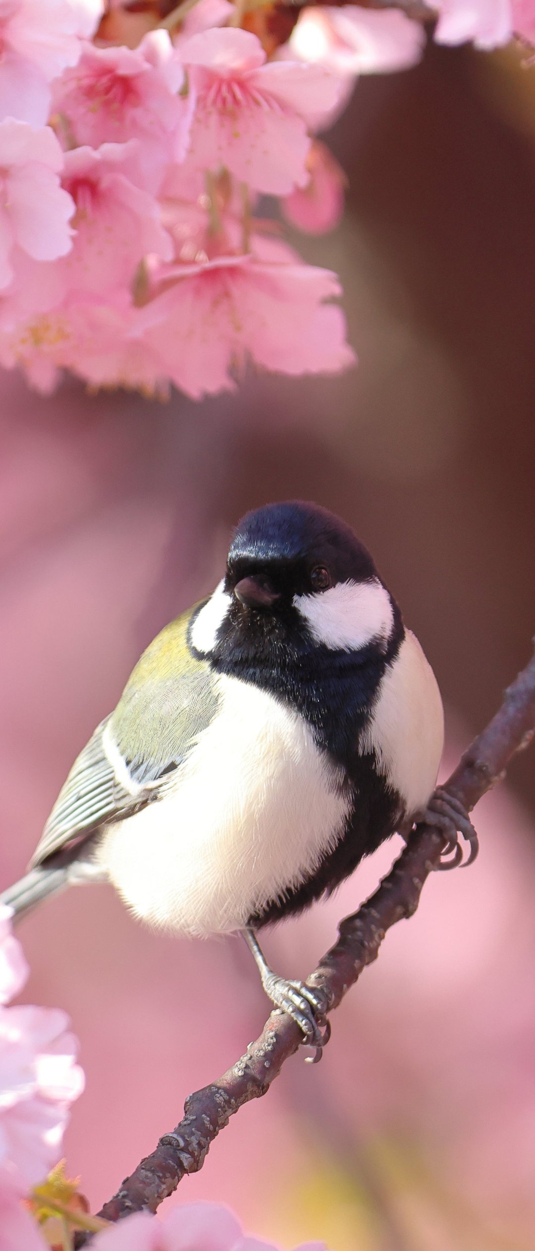 Titmouse on Sakura Branch - Wallpapers for Samsung Galaxy Z Flip7, Sony Xperia 5 II/5 III/5 V/10 IV/10 V, Xiaomi Mix Fold 3 in 1080x2520 resolution
