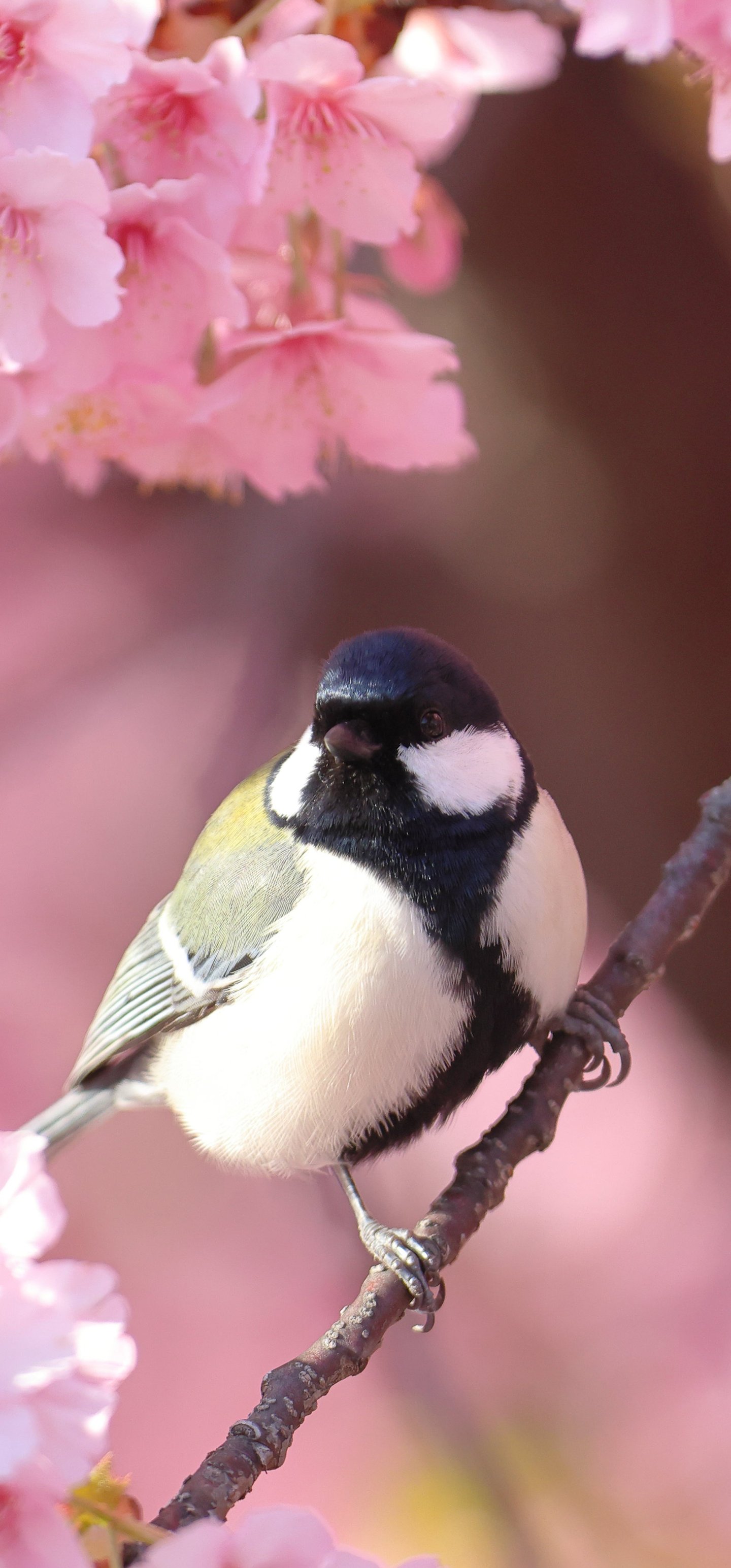 Titmouse on Sakura Branch - Wallpapers for Samsung Galaxy S22 Ultra/S23 Ultra in 1440x3088 resolution
