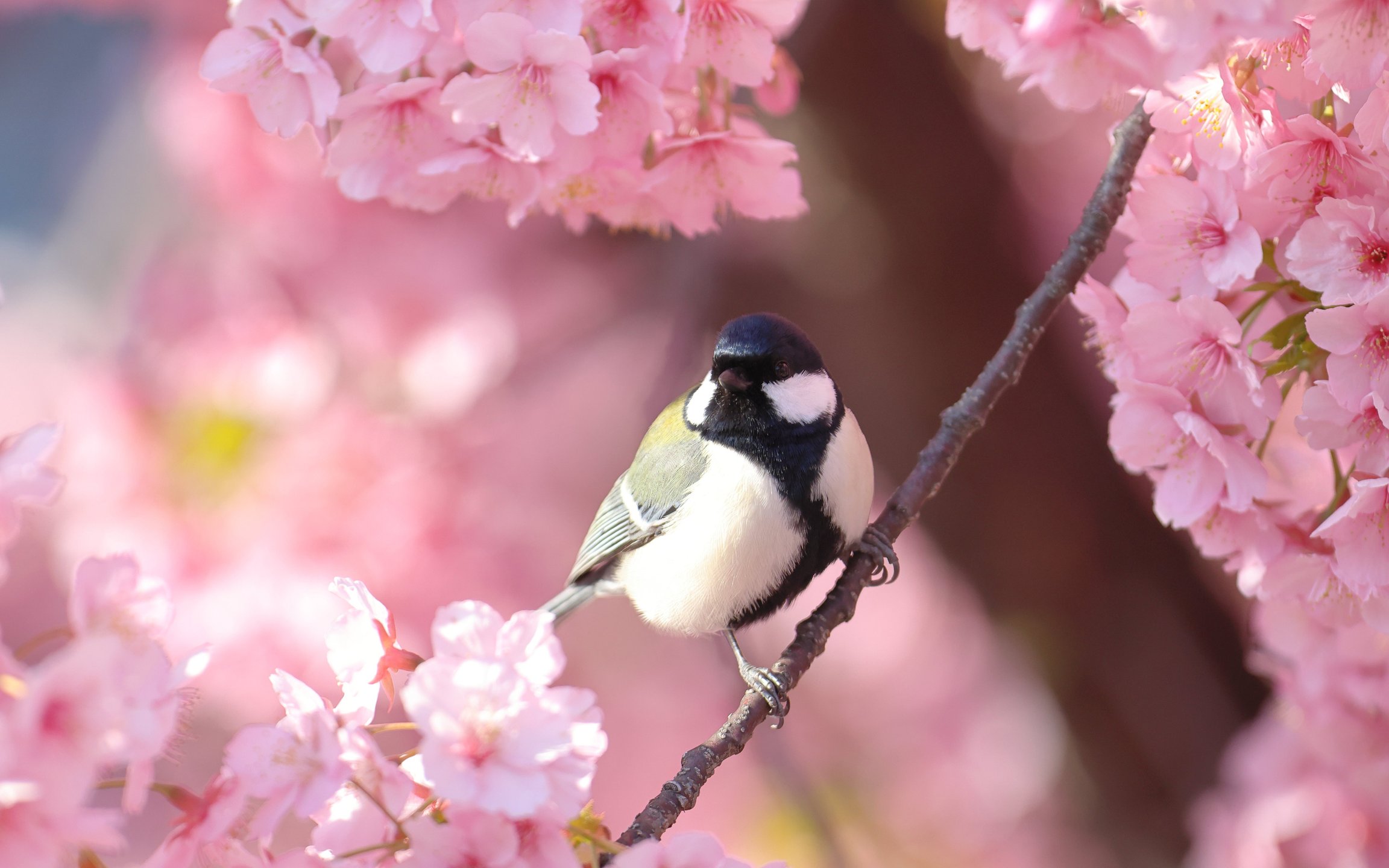 Titmouse on Sakura Branch - Wallpapers for Apple MacBook 12″ in 2304x1440 resolution