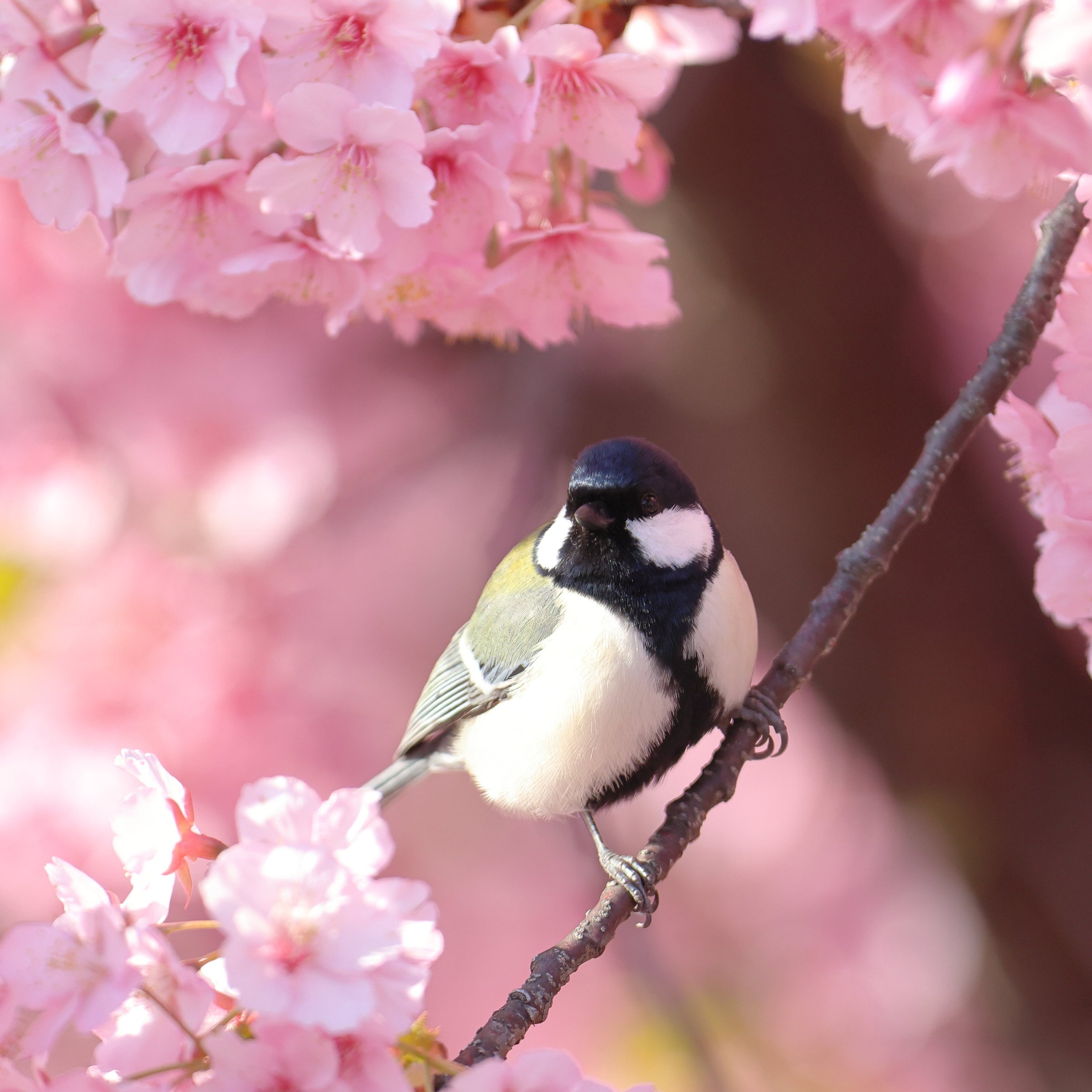 Titmouse on Sakura Branch - Wallpapers for iPad Pro 11″ in 2388x2388 resolution