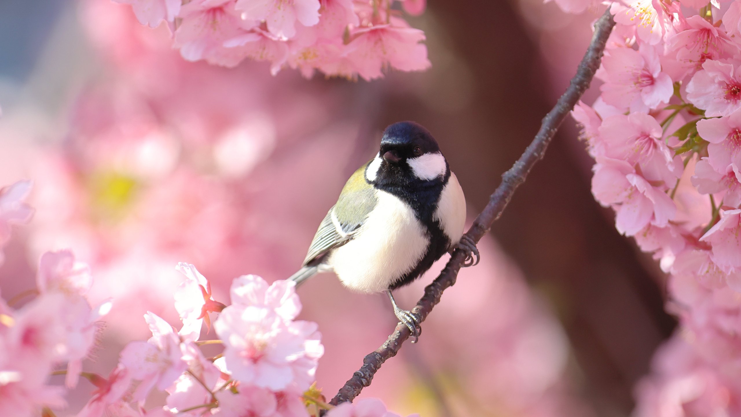 Titmouse on Sakura Branch - 2K Quad HD wallpapers in 2560x1440 resolution