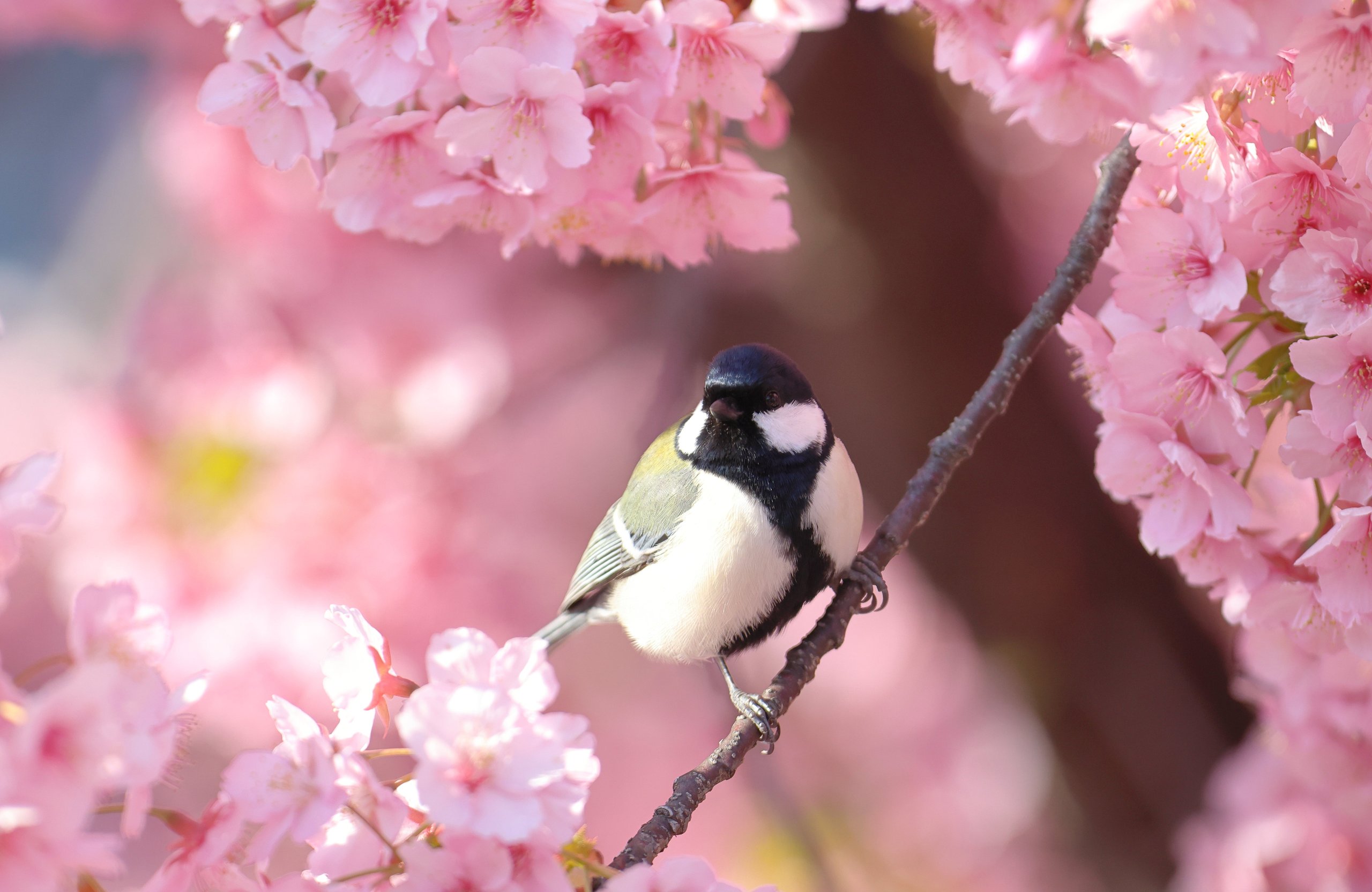 Titmouse on Sakura Branch - Wallpapers for Apple MacBook Air 13 M2″ in 2560x1664 resolution
