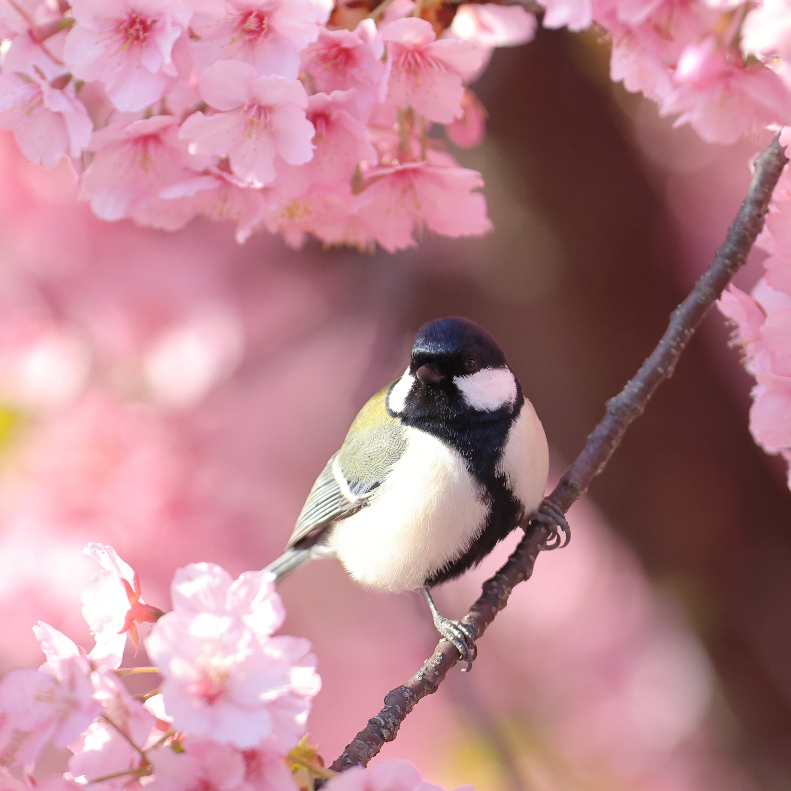 Titmouse on Sakura Branch - Wallpapers for iPad Pro 13″ in 2752x2752 resolution