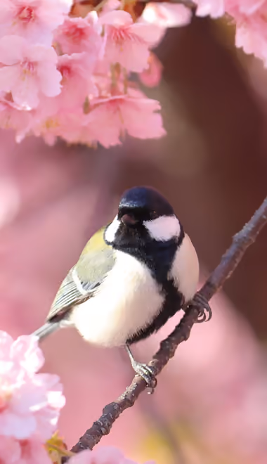 Animals wallpapers: titmouse, sakura, spring, branch