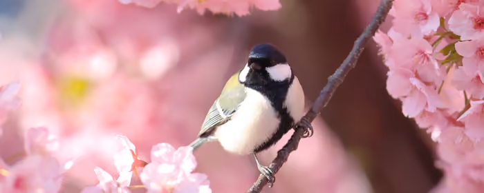 Sakura wallpapers for UltraWide 21:9 monitors (2560x1080): titmouse, sakura, spring, branch
