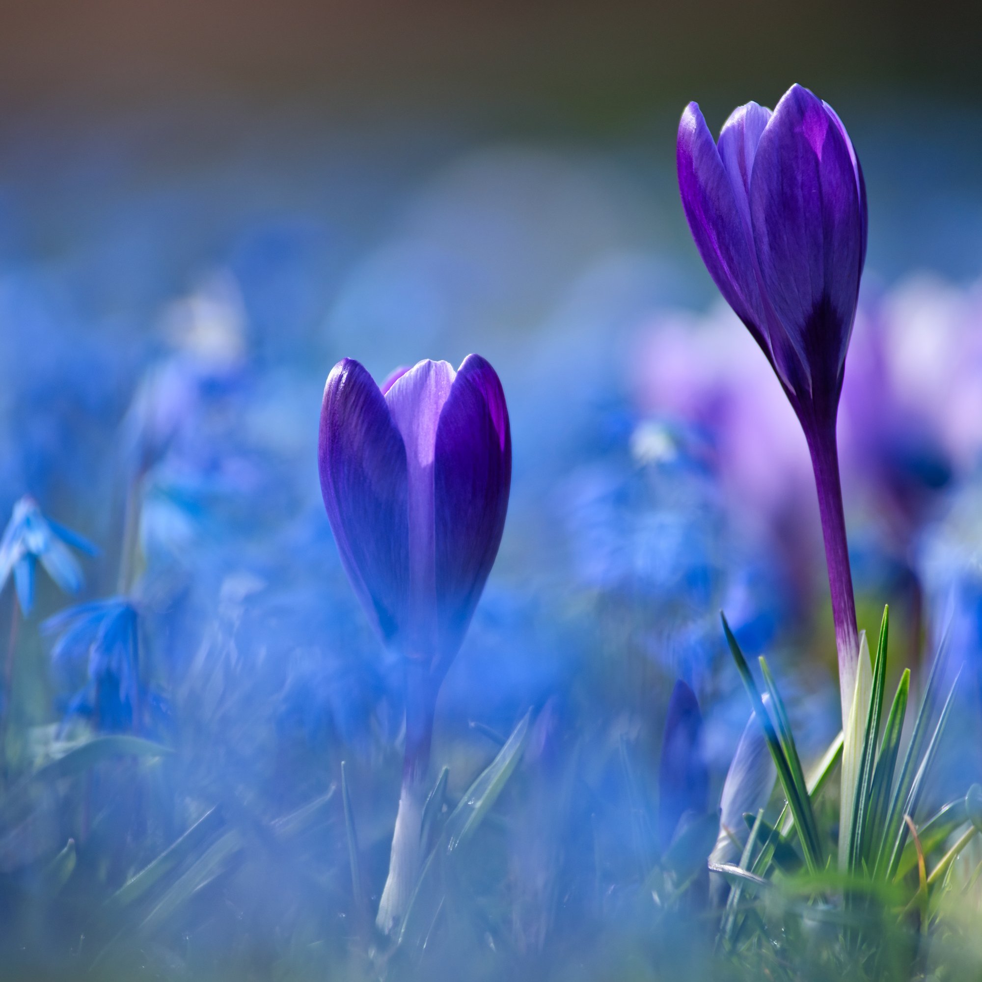 Purple crocuses in a summer meadow - Wallpapers for Samsung/Xiaomi in 2000x2000 resolution