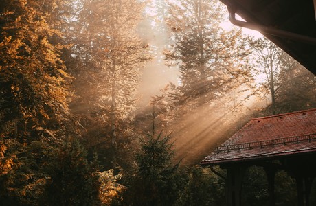 Mysterious Golden Rays in a Forest Scene