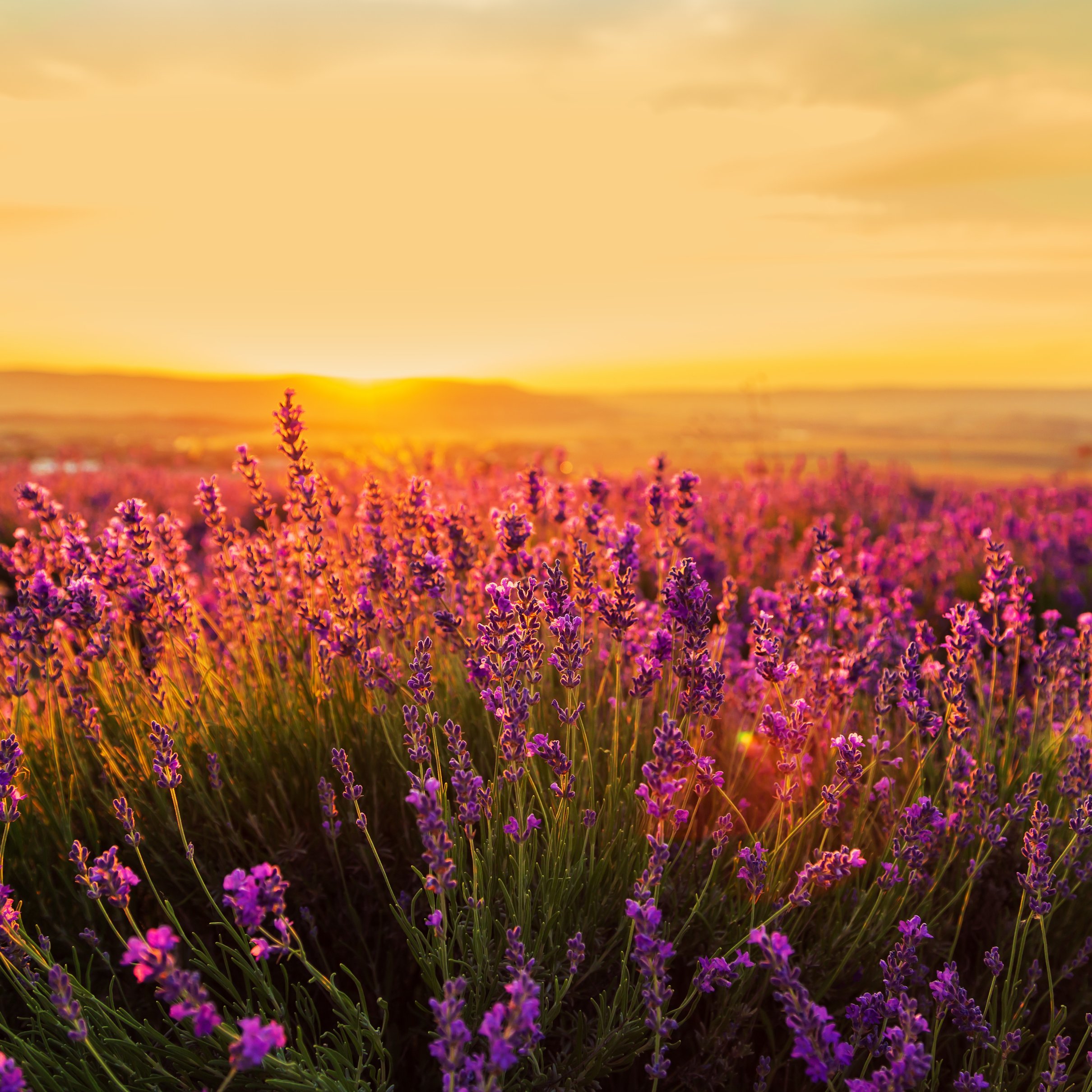 Purple lavender in a field at sunset - Wallpapers for iPad Pro 11″ 2024 in 2420x2420 resolution