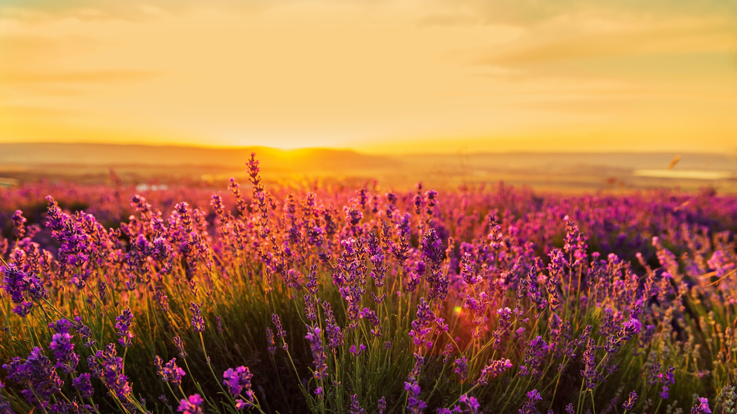 Purple lavender in a field at sunset - 2K Quad HD wallpapers in 2560x1440 resolution