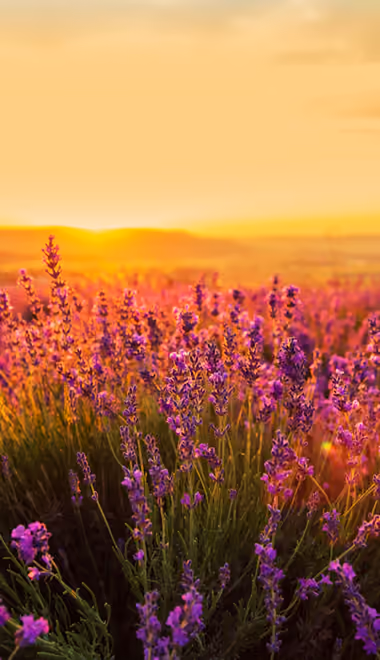 Nature wallpapers: lavender, field, summer, sunset