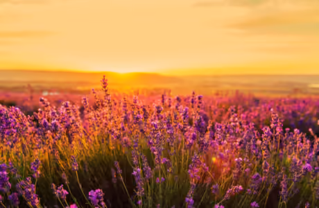 Lavender Wallpapers for Samsung Galaxy Tab S9+ (2800x2800): lavender, field, summer, sunset