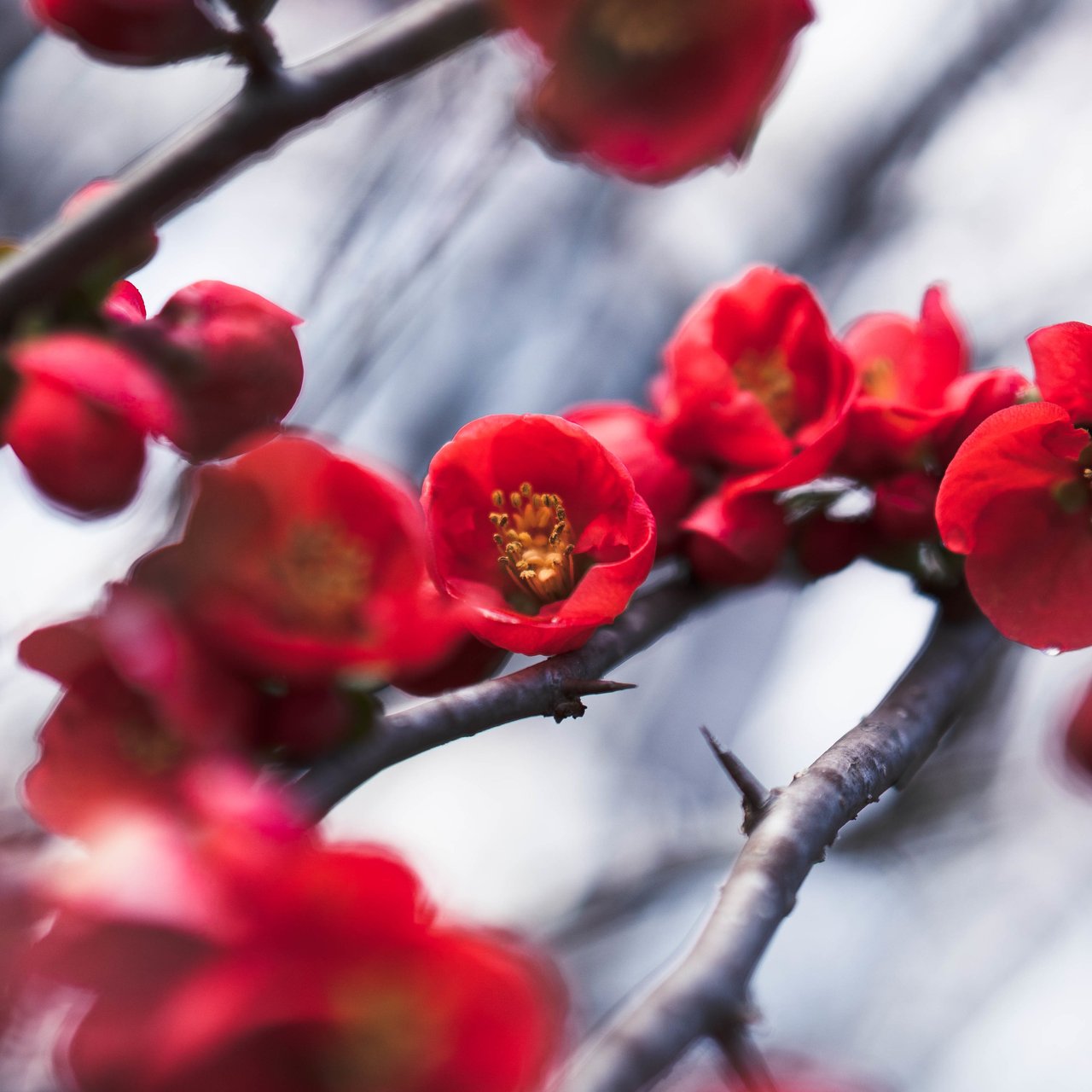 Red quince blossoms on branch - Wallpapers for Lenovo, Huawei in 1280x1280 resolution