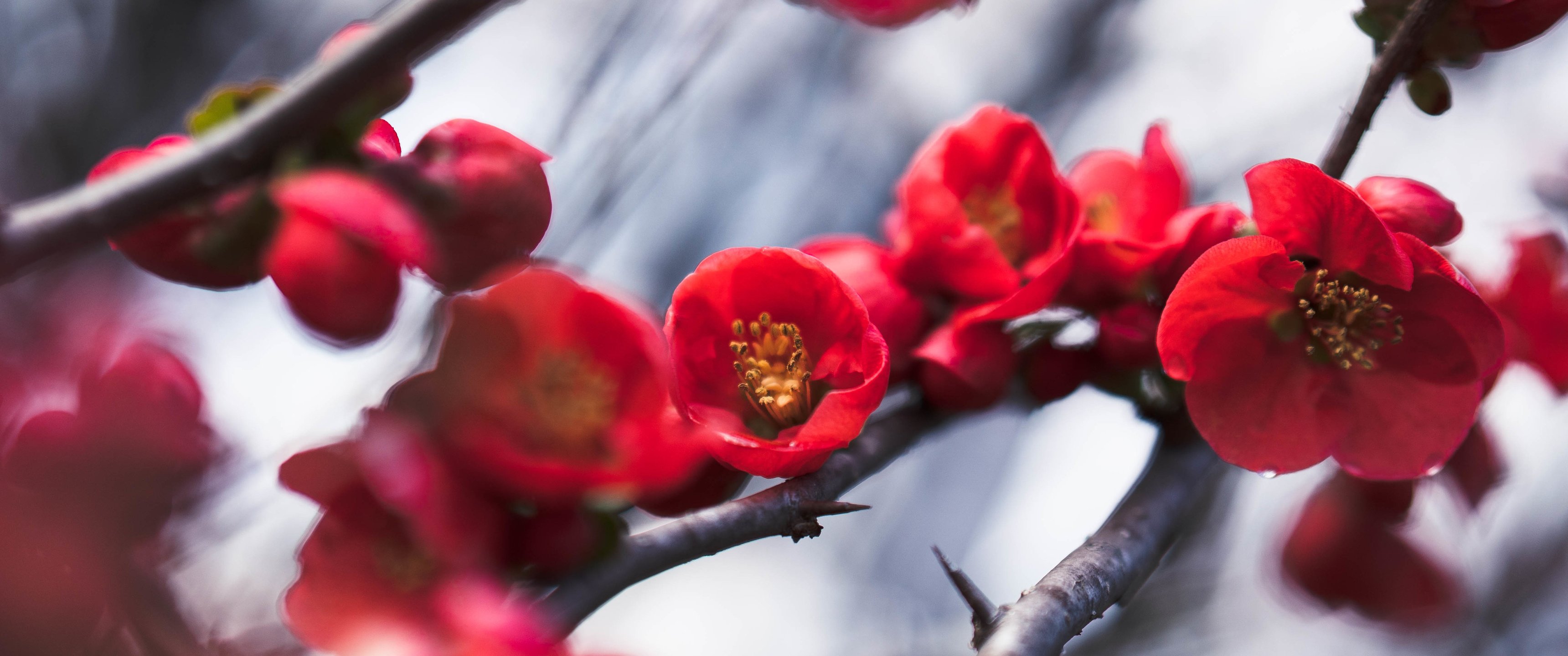 Red quince blossoms on branch - UltraWide 21:9 wallpapers in 3440x1440 resolution