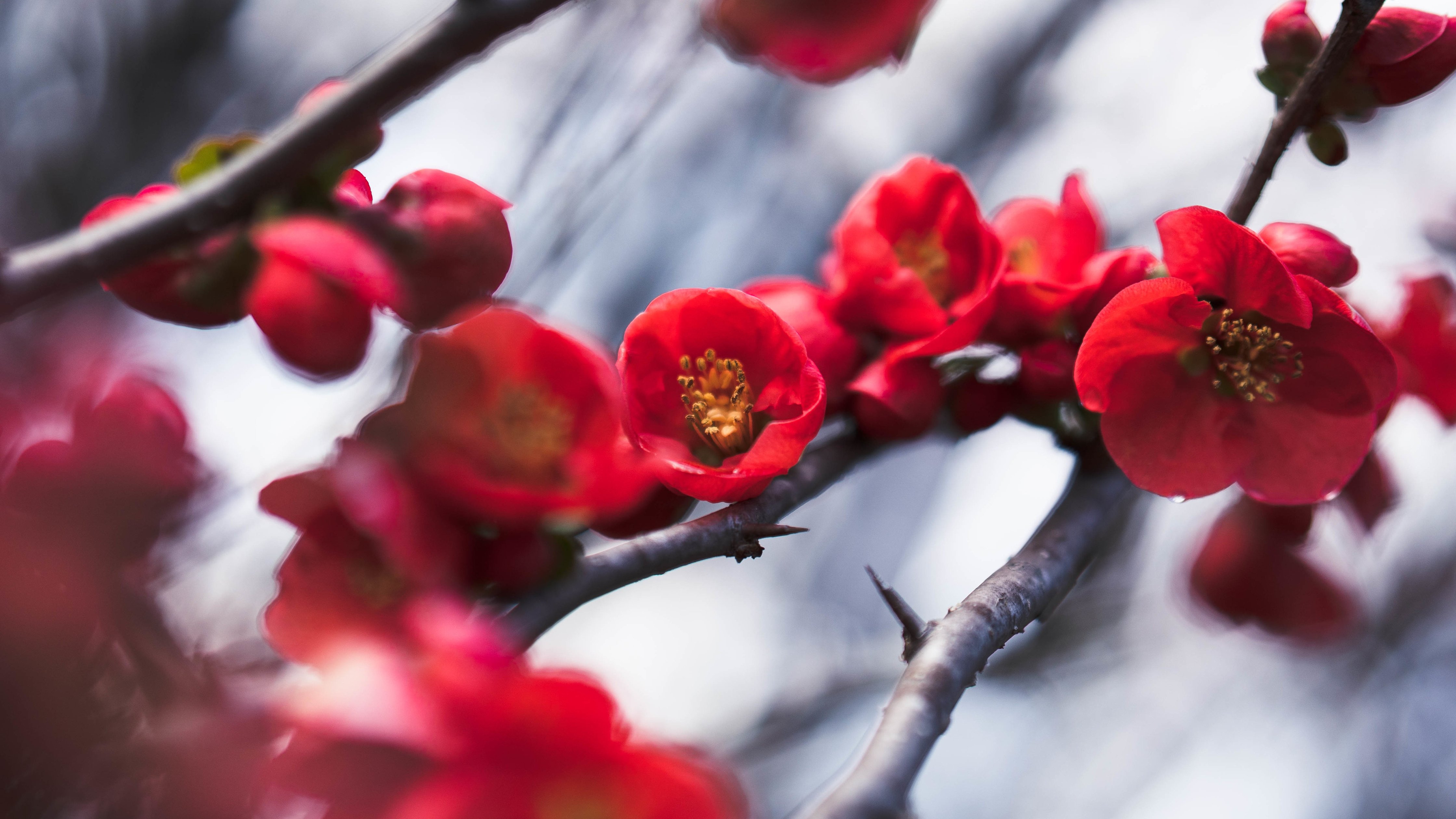 Red quince blossoms on branch - Wallpapers for Apple iMac 24″ in 4480x2520 resolution