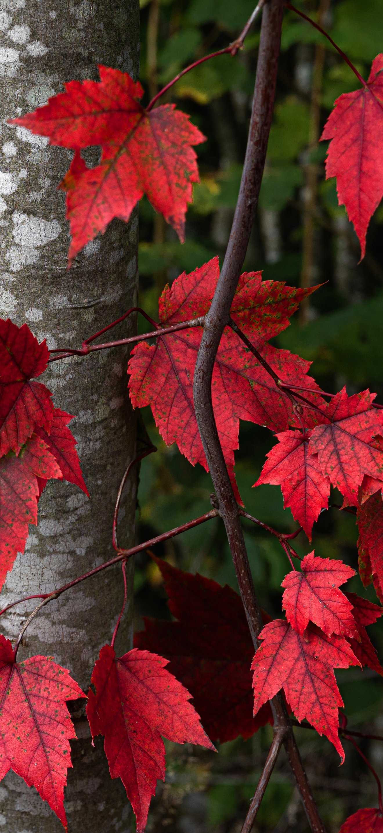 Autumn Leaves on Forest Trees - Wallpapers for iPhone 17 Pro Max/16 Pro Max in 1320x2868 resolution