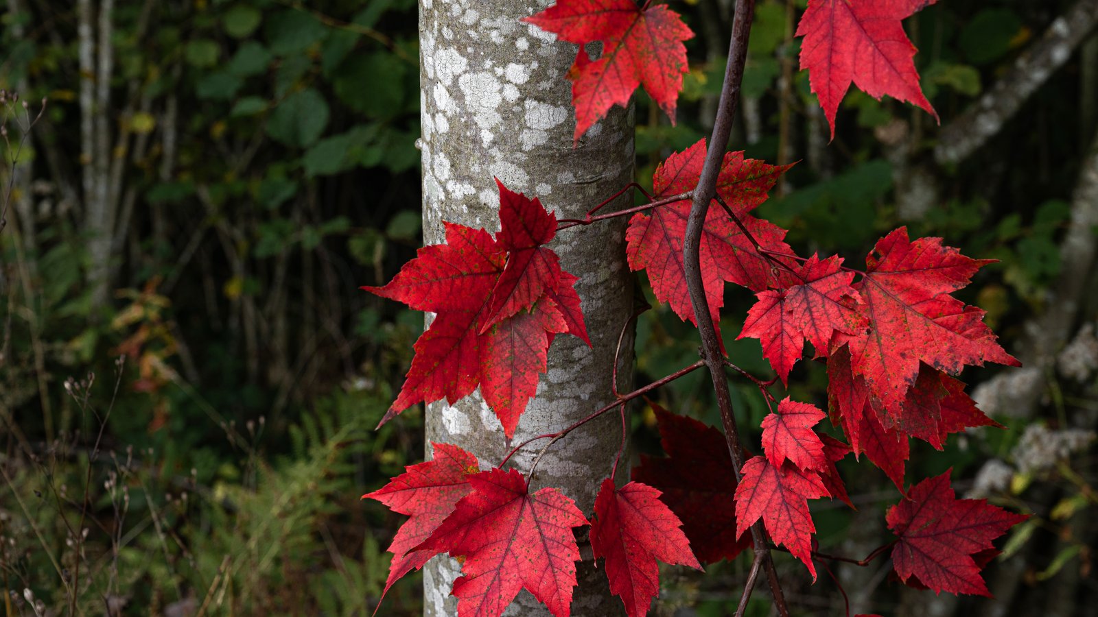 Autumn Leaves on Forest Trees - wXGA++ wallpapers in 1600x900 resolution