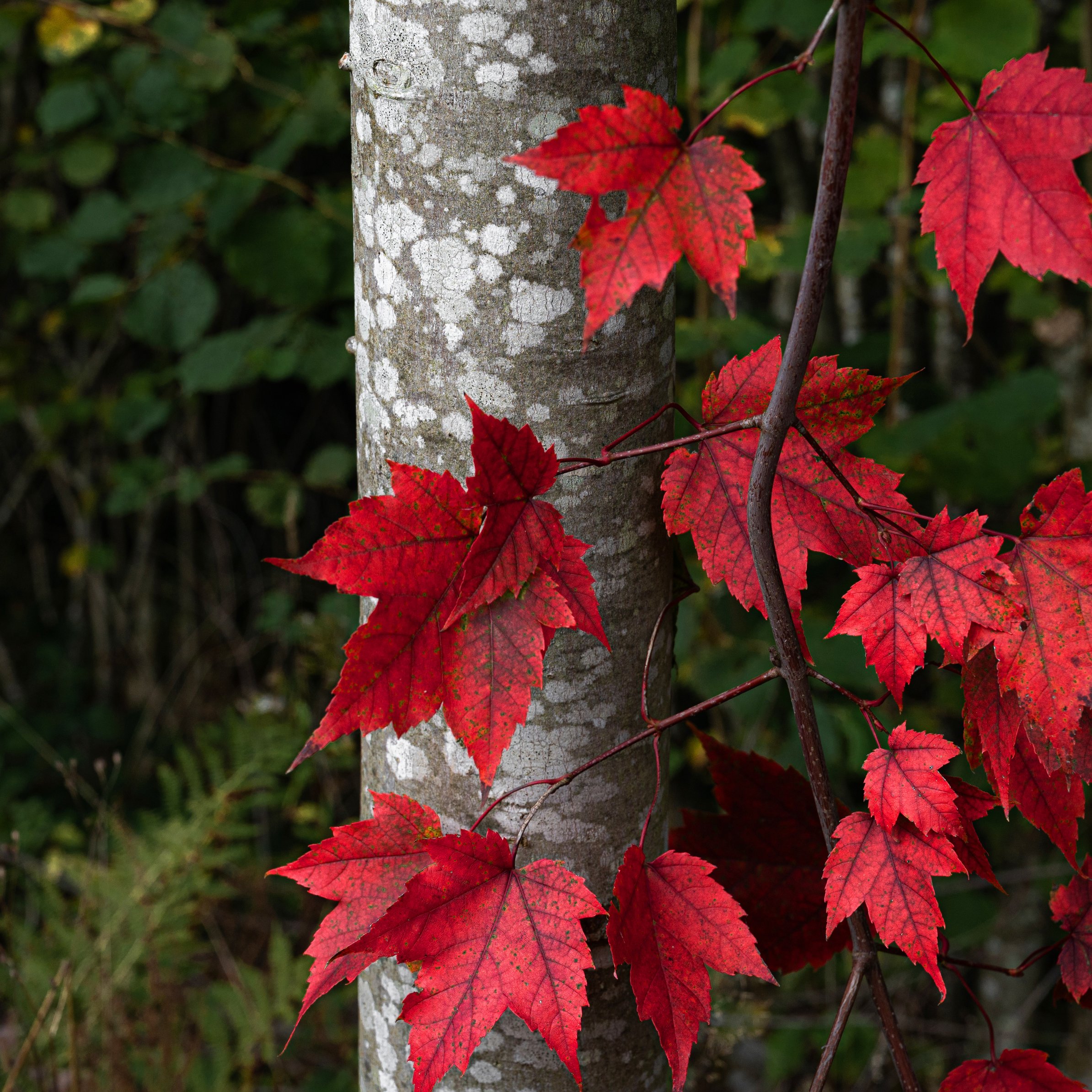 Autumn Leaves on Forest Trees - Wallpapers for iPad Pro 11″ in 2388x2388 resolution