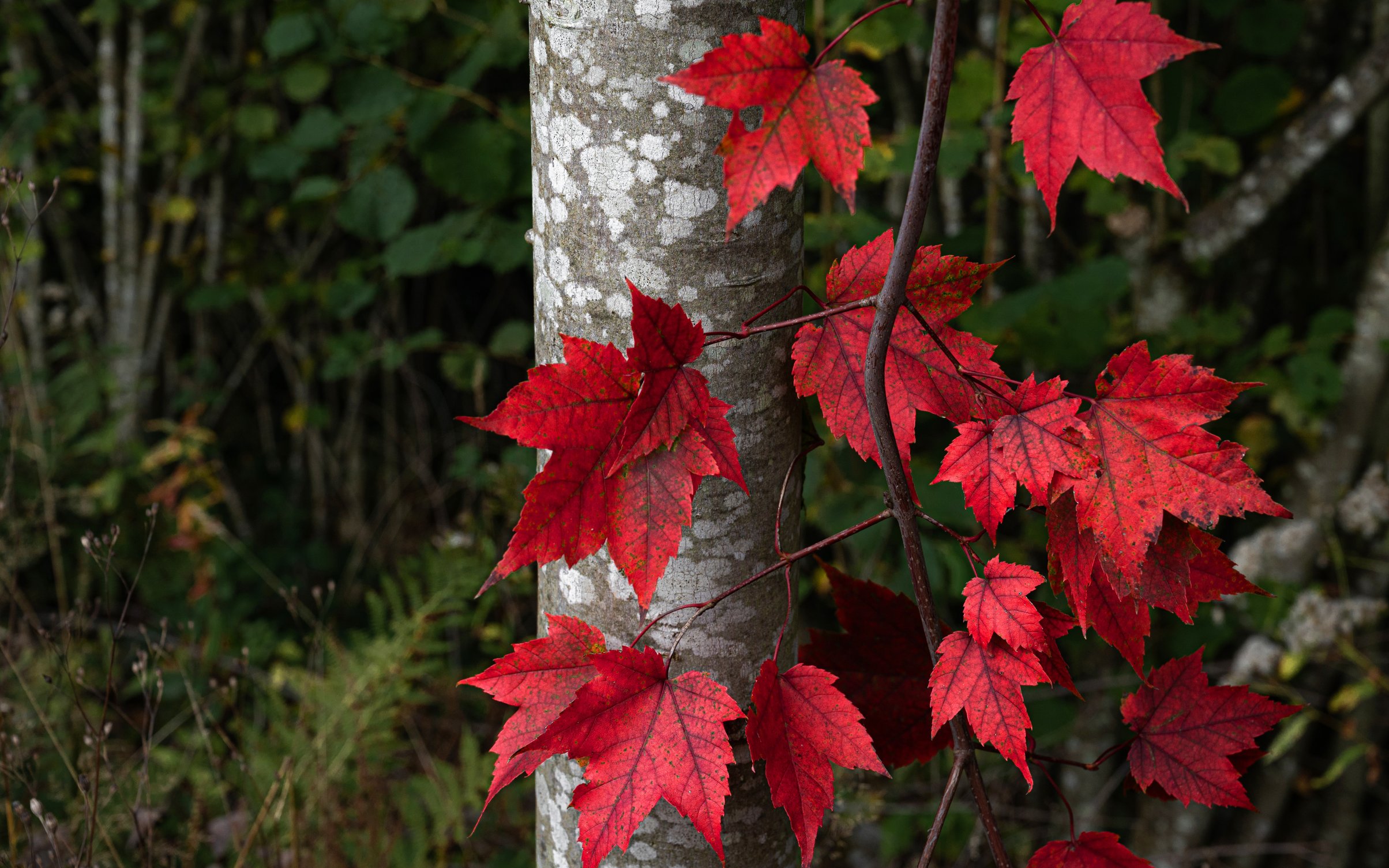 Autumn Leaves on Forest Trees - Wallpapers for MacBook Neo in 2408x1506 resolution