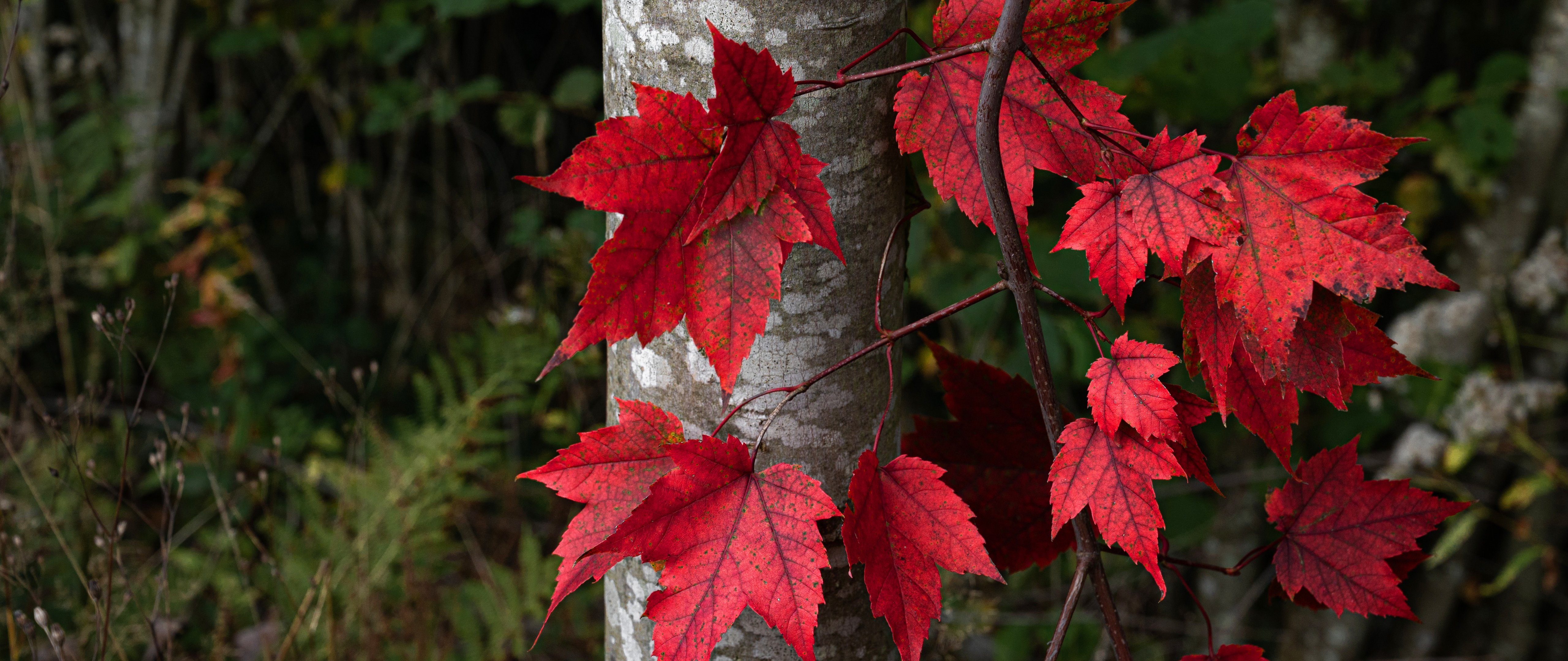 Autumn Leaves on Forest Trees - 5K2K UltraWide 21:9 wallpapers in 5120x2160 resolution