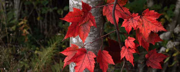UltraWide 32:9 wallpapers (3840x1080): autumn leaves, forest, autumn, leaves