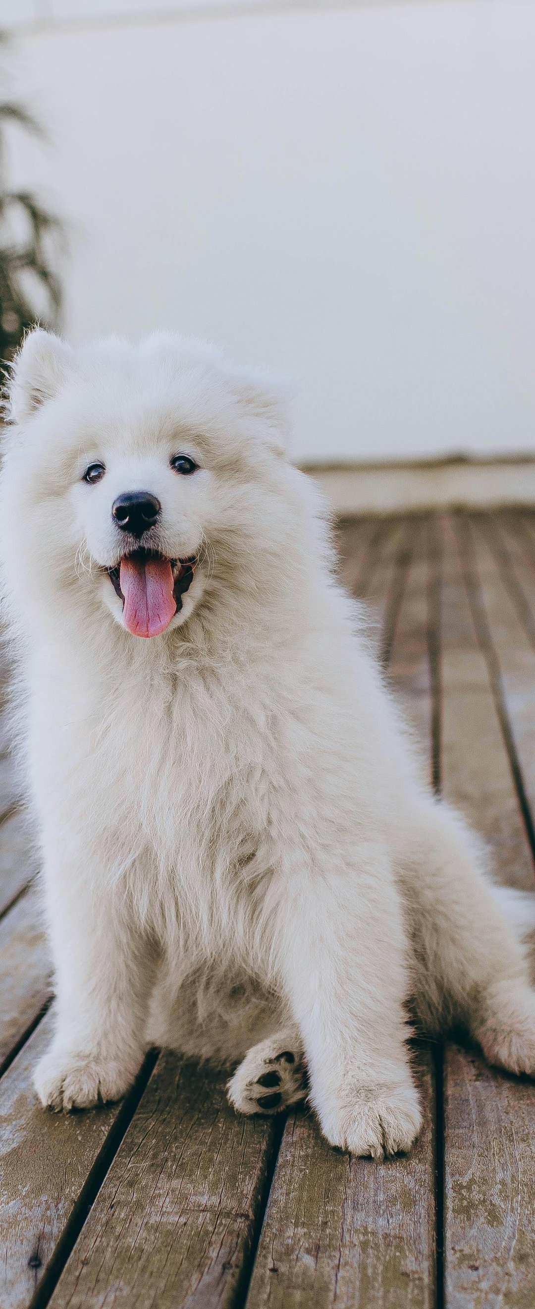 Fluffy samoyed puppy - Wallpapers for Samsung Galaxy Z Flip6, Motorola Razr 2025 in 1080x2640 resolution