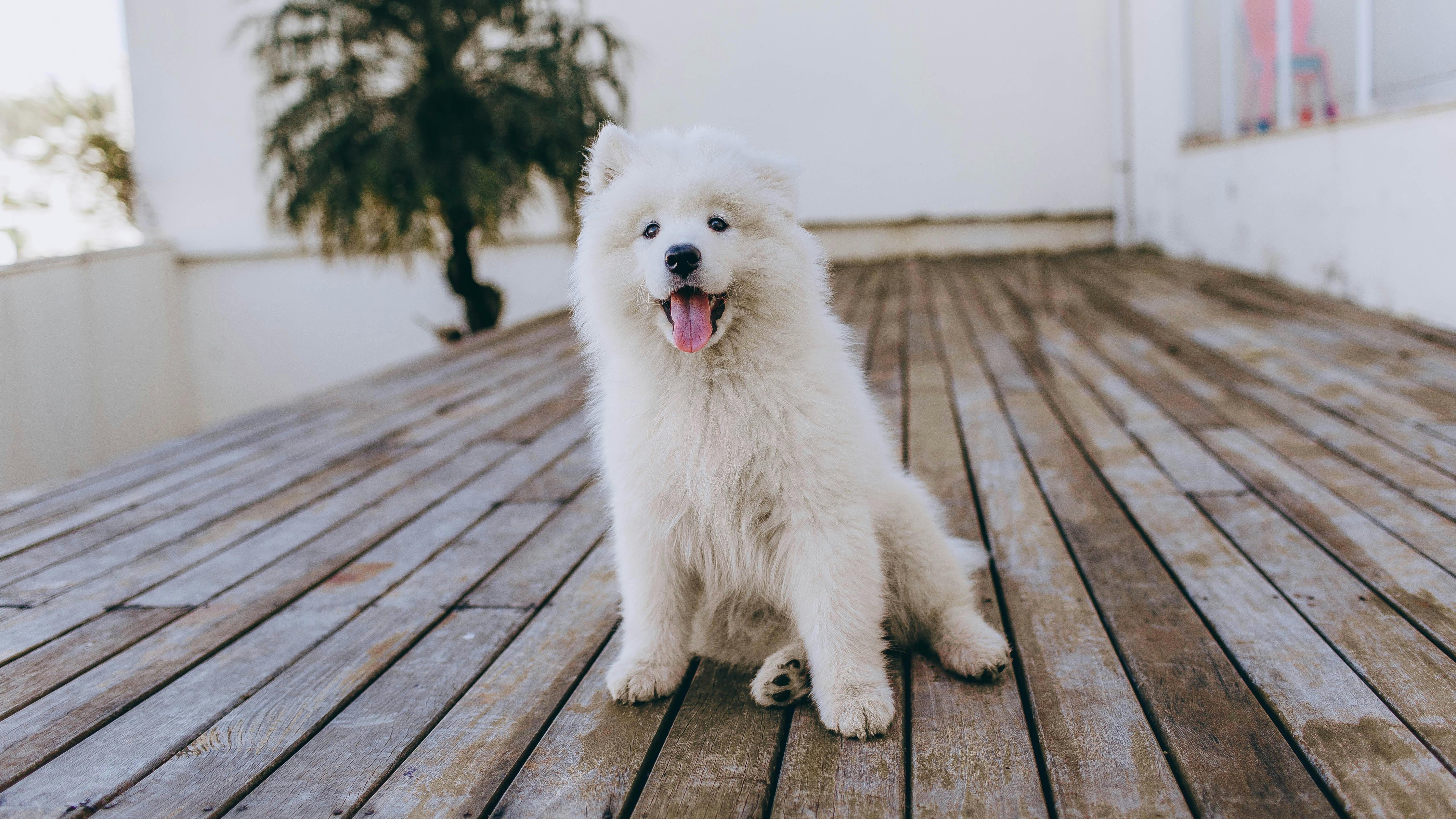 Fluffy samoyed puppy - Wallpapers for Apple iMac 24″ in 4480x2520 resolution