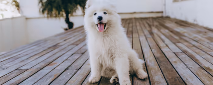 UltraWide 32:9 Leisure wallpapers (3840x1080): samoyed, dog, puppy, pet
