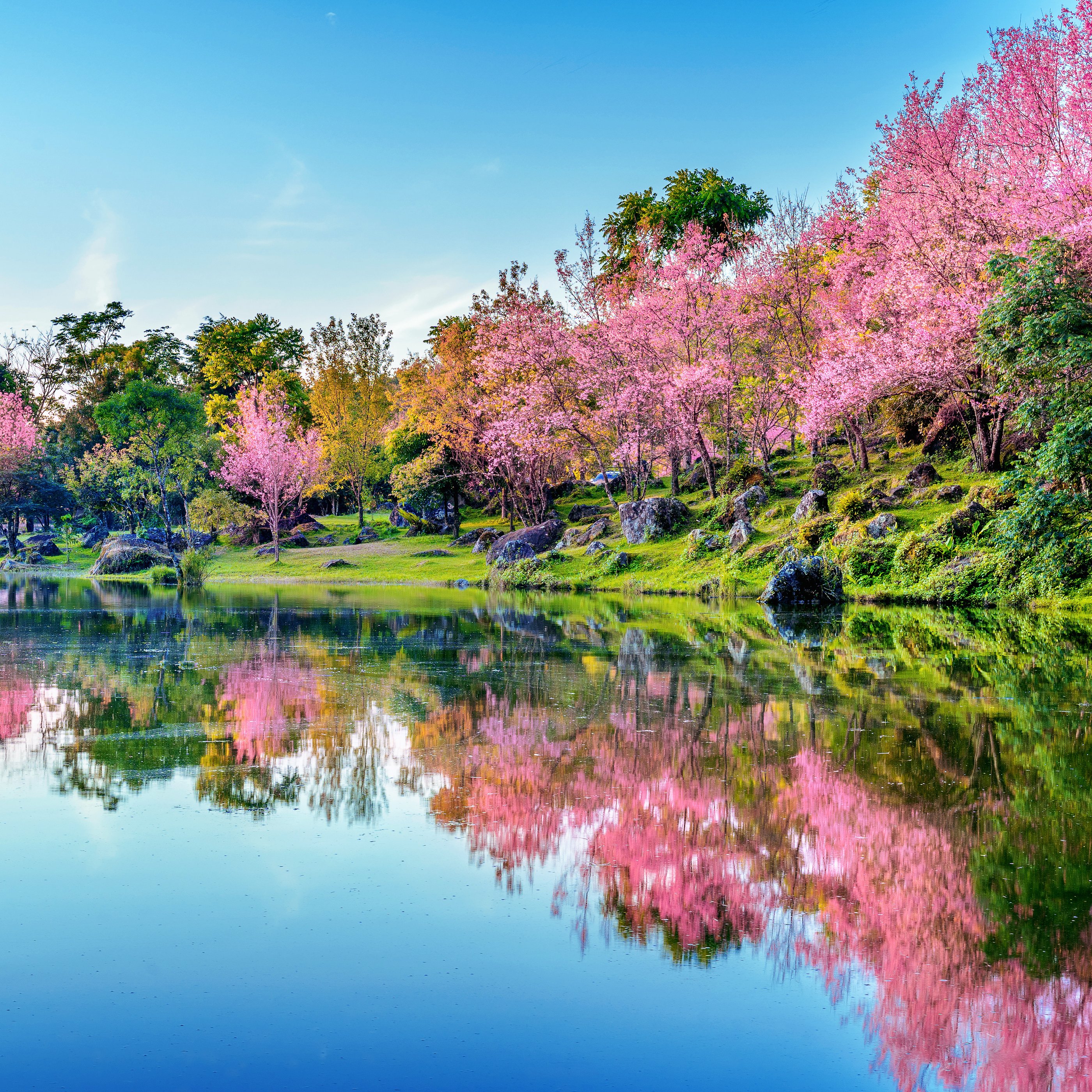 Pink sakura at a quiet lake - Wallpapers for Samsung Galaxy Tab S9+ in 2800x2800 resolution