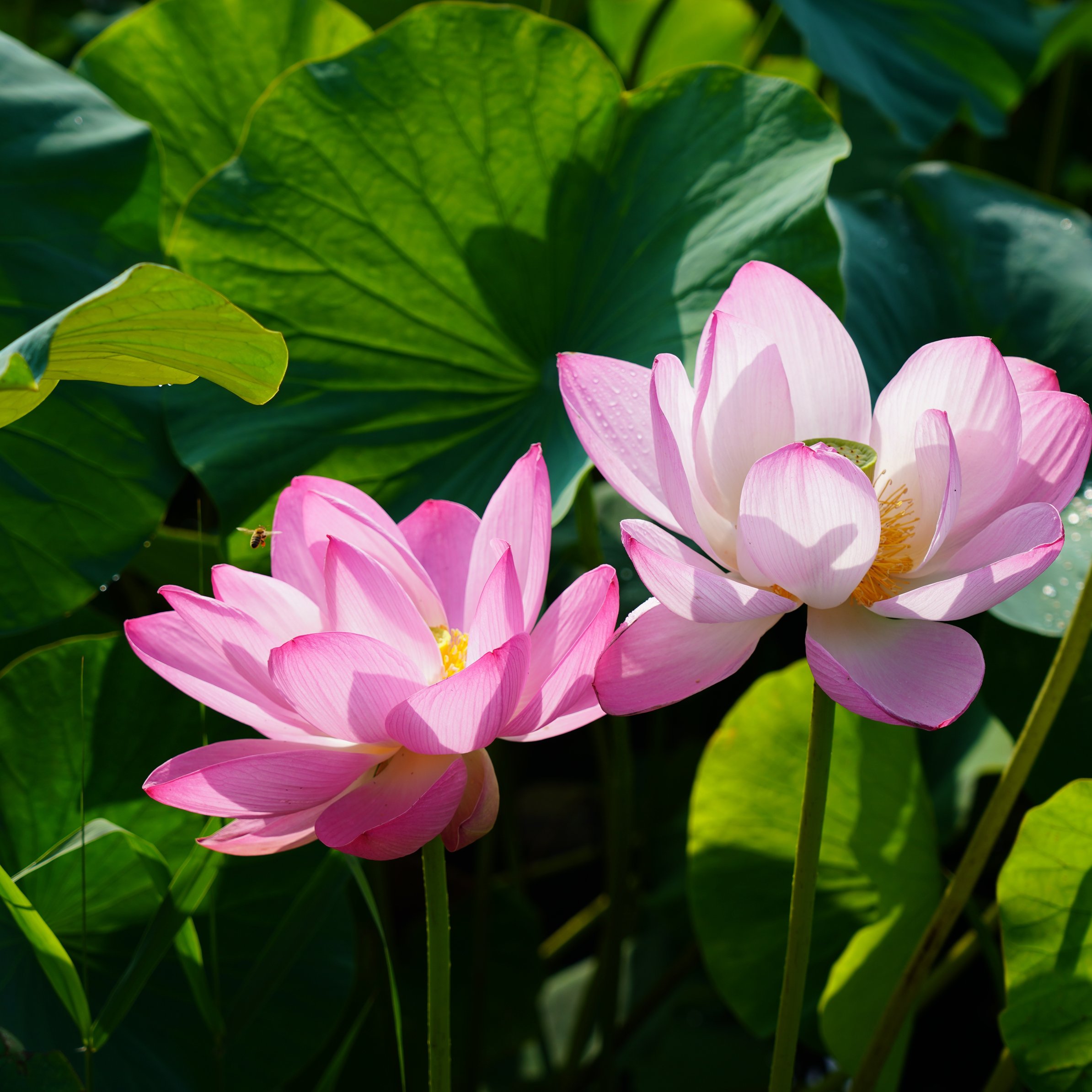 Pink Lotus Flowers and Green Leaves - Wallpapers for iPad Pro 11″ in 2388x2388 resolution