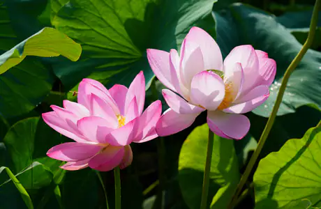 8K petals wallpapers (7680x4320): lotus, leaves, summer, flowers