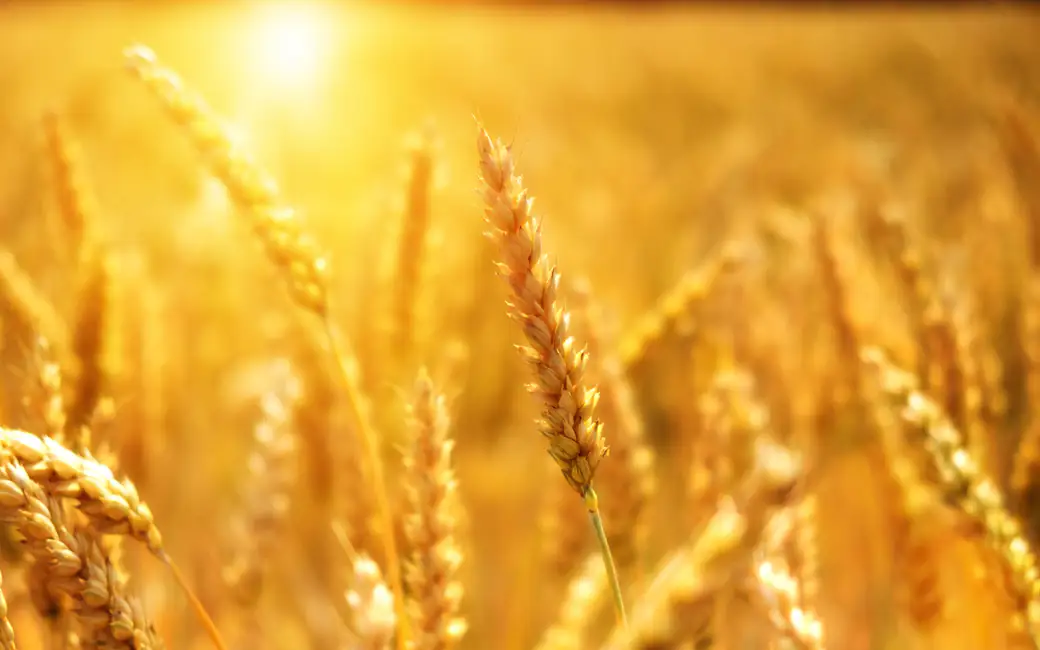 Wheat Field Under Summer Sun — desktop and phone wallpaper, free download